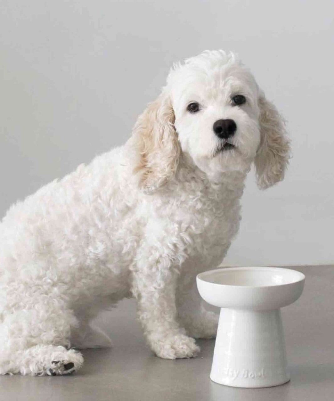 bowl ボウル　パンツ　グレー にゃんこ Classy Bowl【5インチ/ショート】Yummy Standセット｜NECOTO