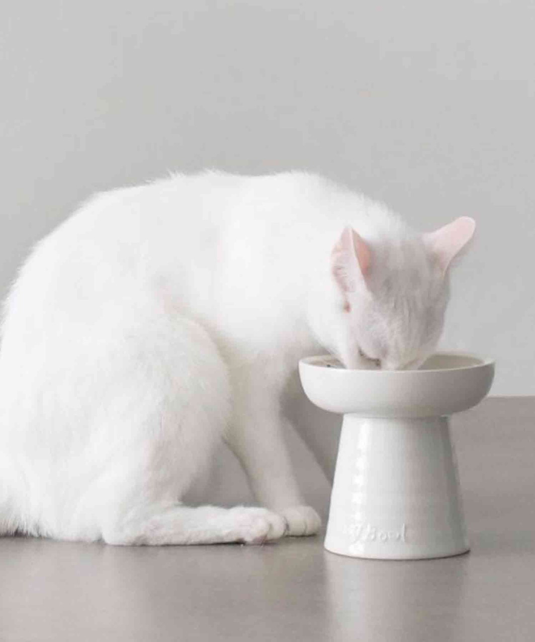 bowl ボウル　パンツ　グレー にゃんこ Classy Bowl【deep】ホワイト/ 水用｜ NECOTO