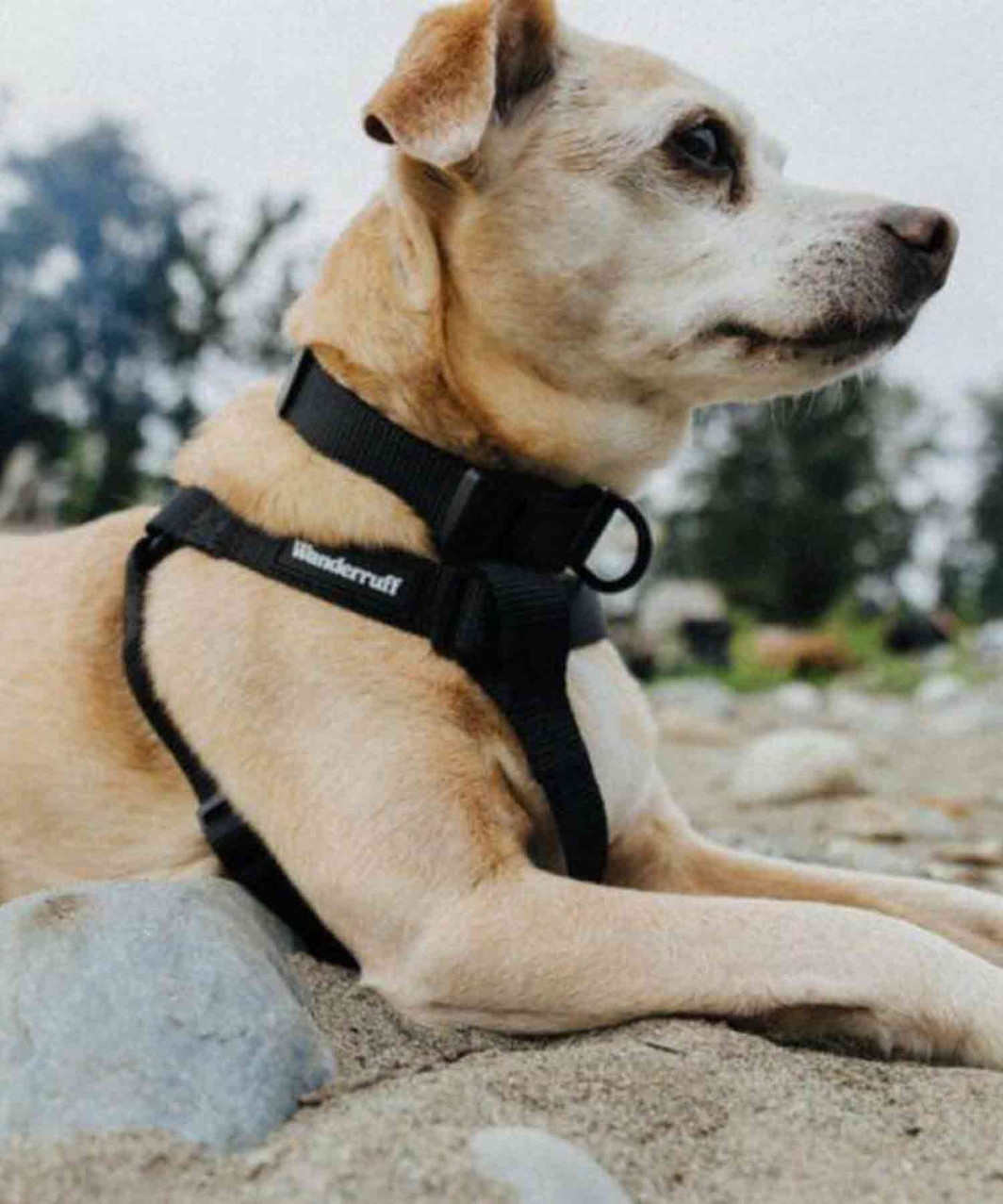 SAMSON HARNESS - BLACK