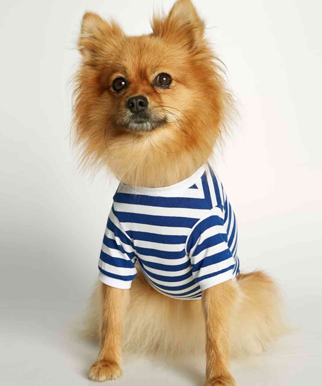 DAVID ORGANIC COTTON DOG T-SHIRT - BLUE | BRAND -おしゃれなドッグ
