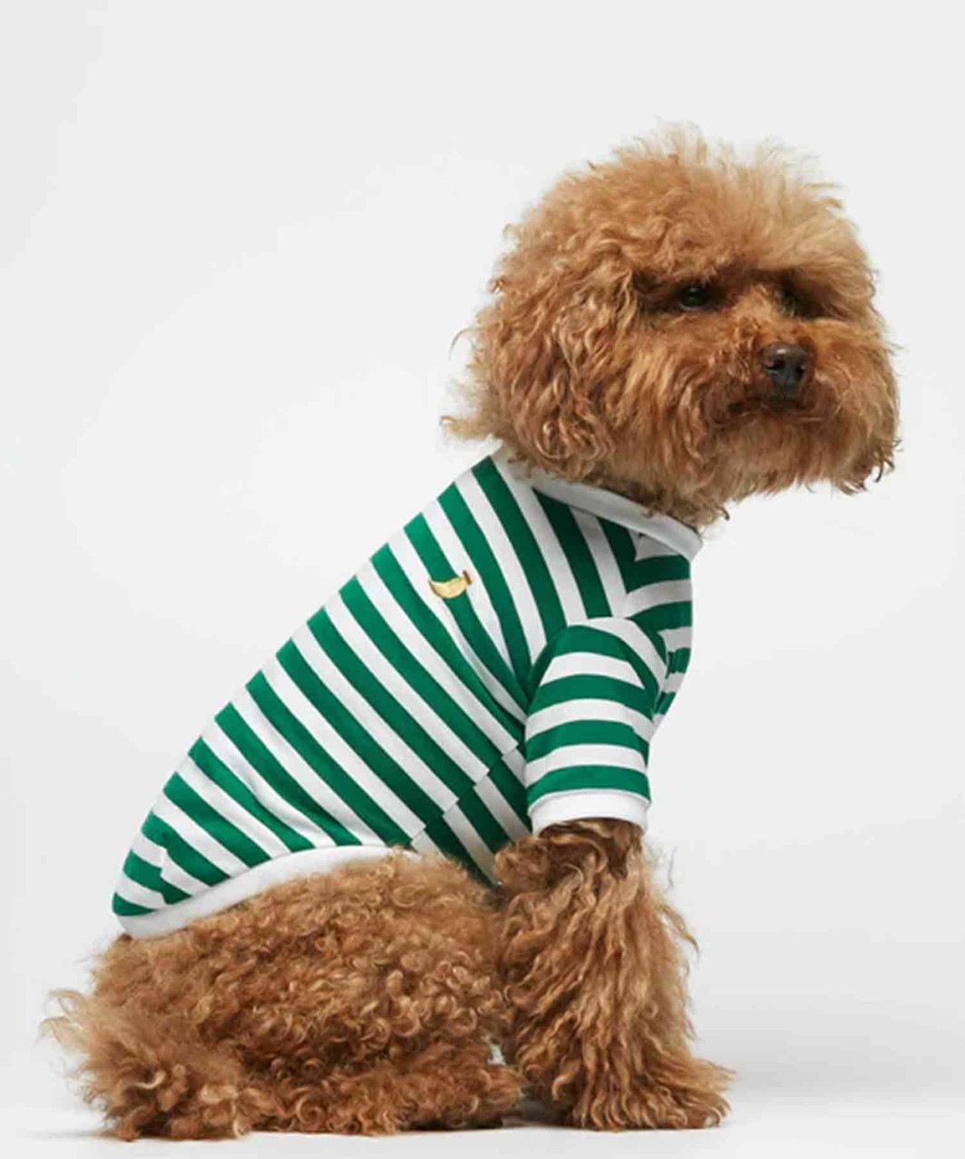 DAVID ORGANIC COTTON DOG T-SHIRT - BLUE