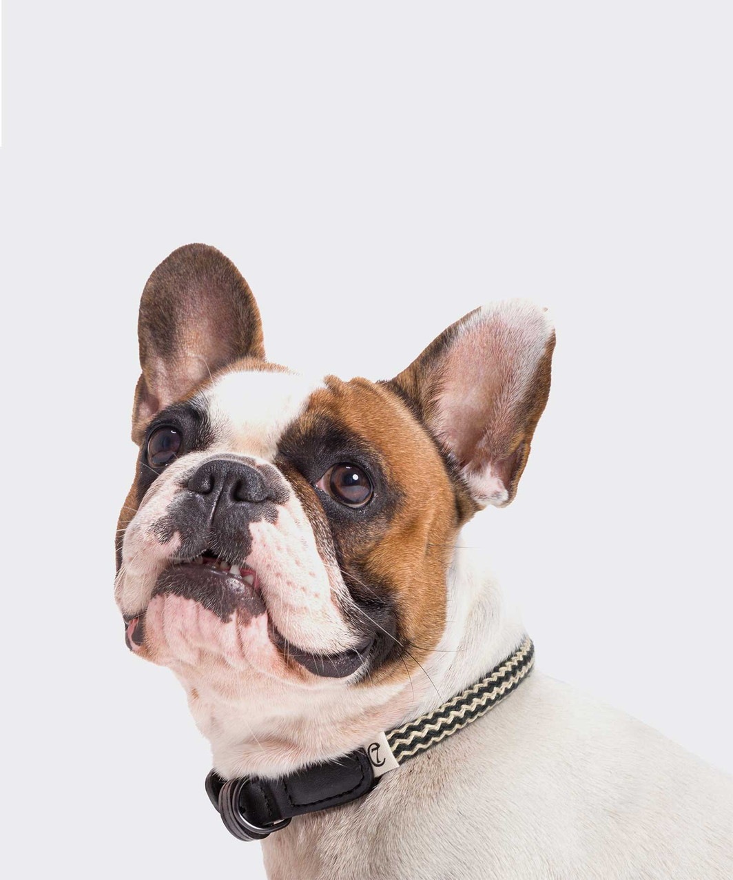 DOG COLLAR MAUERPARK ZIGZAG - BLACK