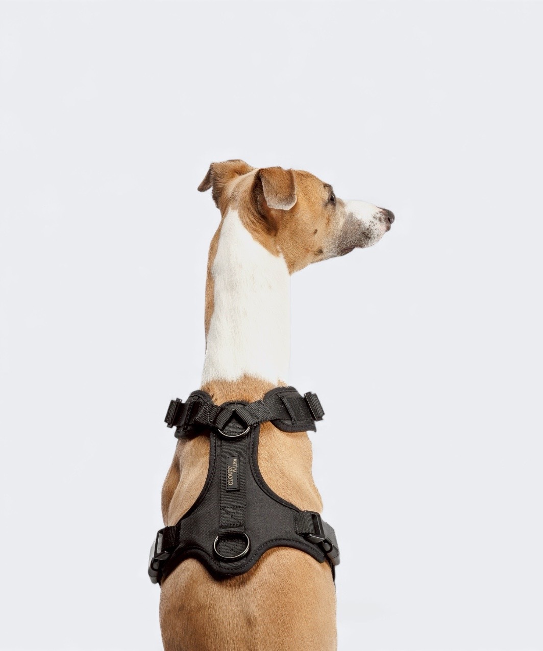 Y-3 GESCHIRR AKTIV SOFTSHELL - BLACK | CLOUD7 -おしゃれなドッグ