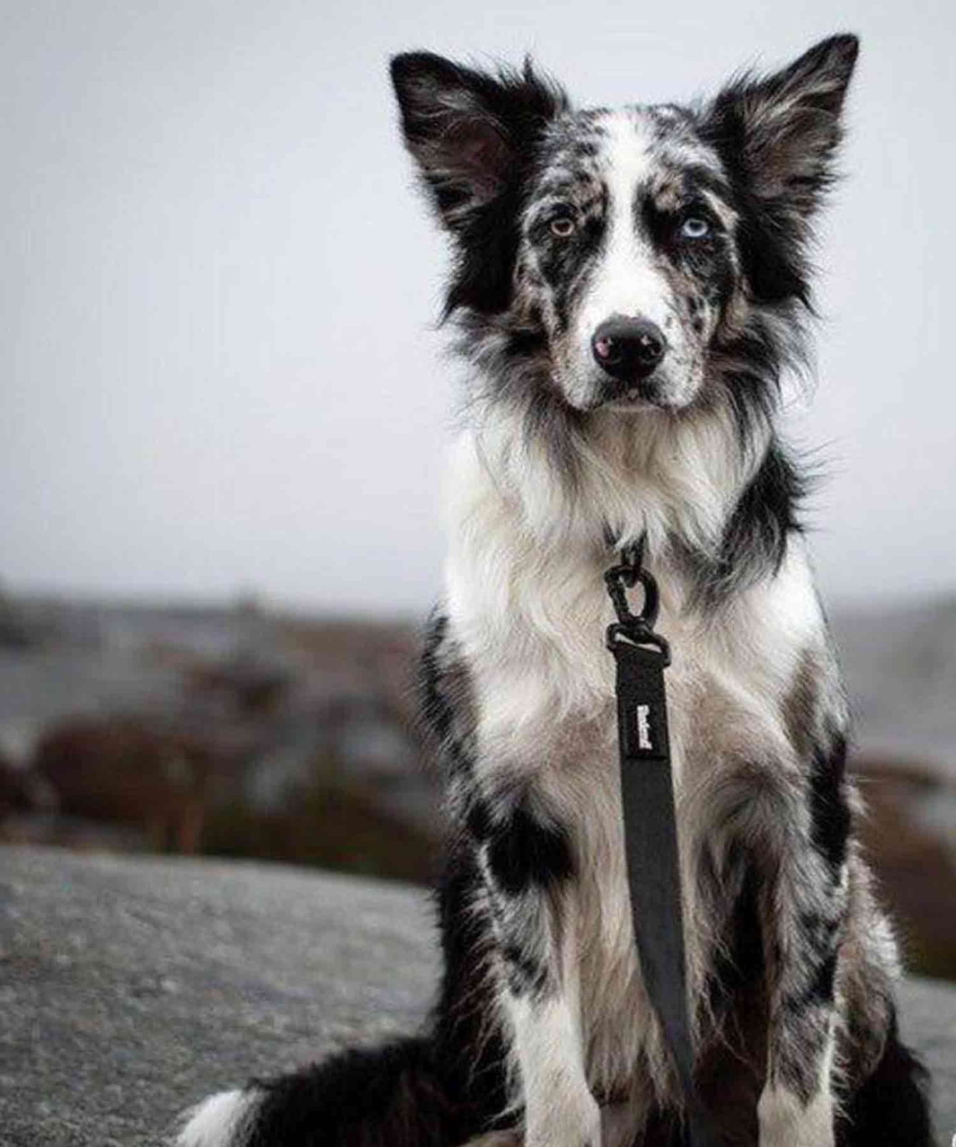 SAMSON LEASH - BLACK/BLACK