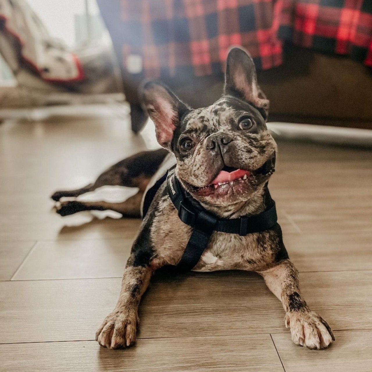 SAMSON LEASH - BLACK/BLACK