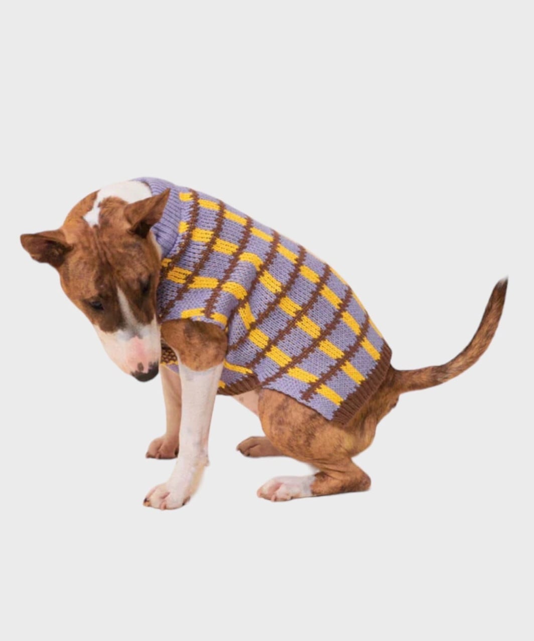 MEET THE PARENTS MEMORIAL DAY SWEATER-PURPLE | LITTLE BEAST