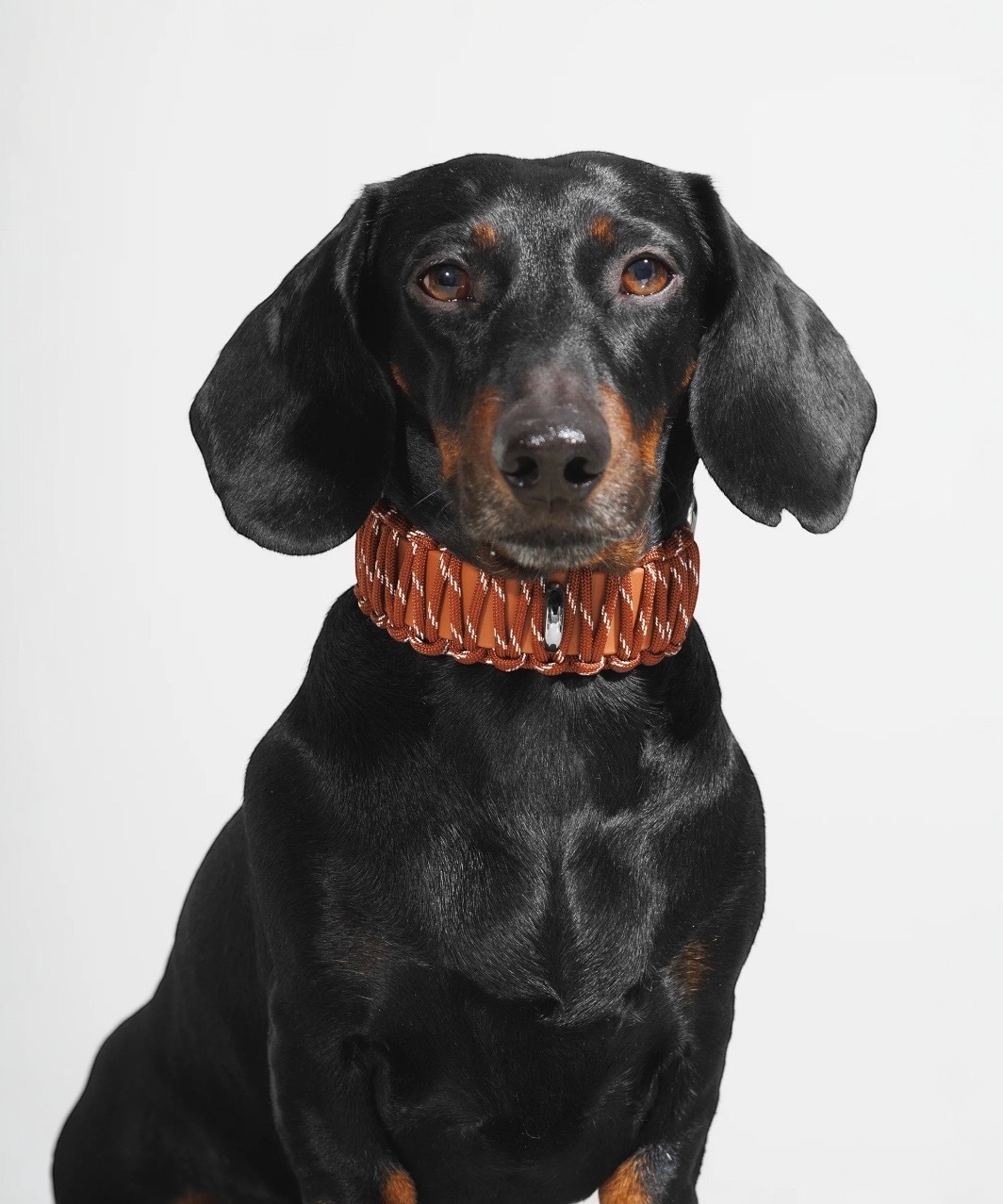 GALAN COLLAR in Berserk (reflector) - BROWN