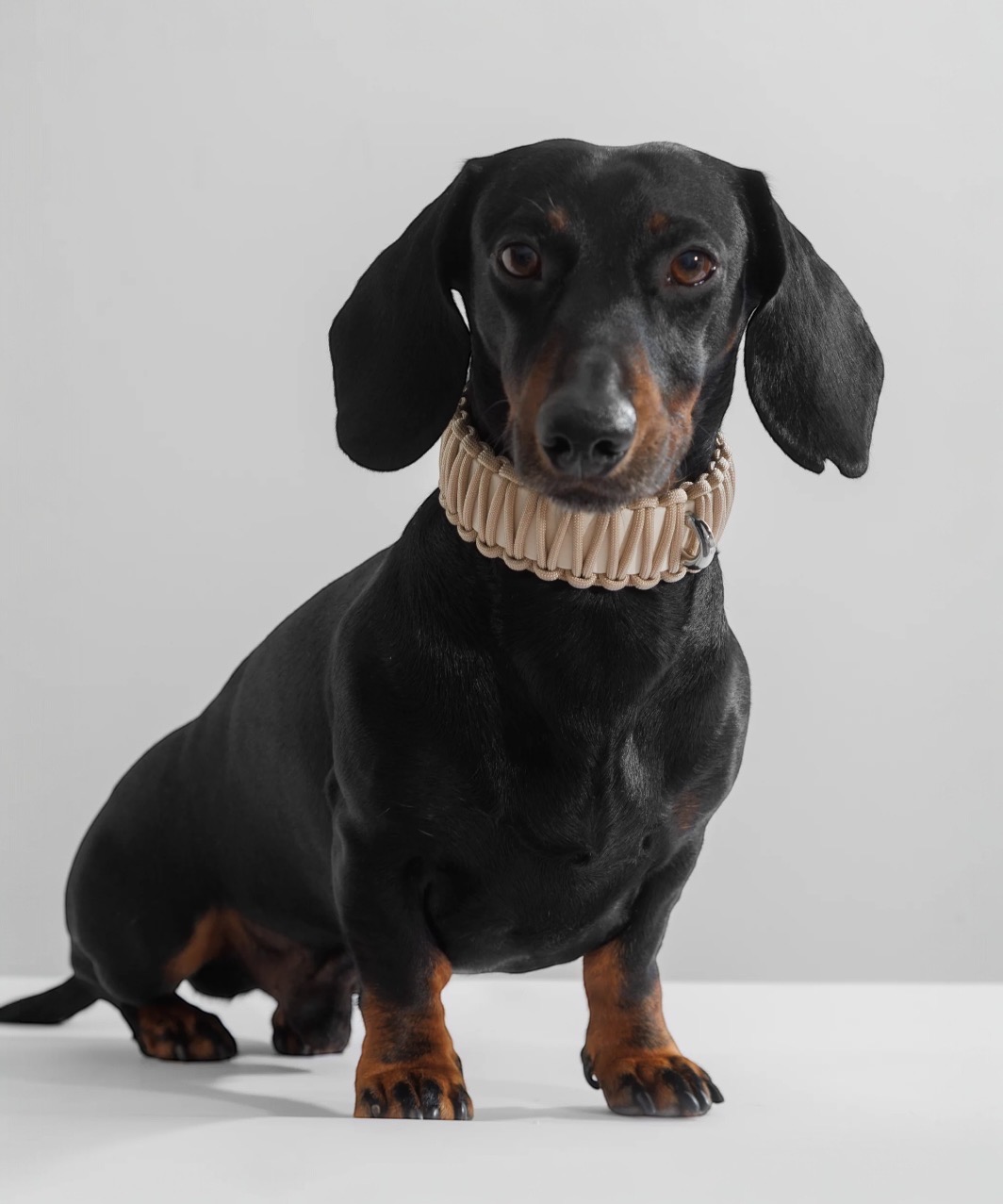 GALAN COLLAR in Bone - GREIGE/WHITE