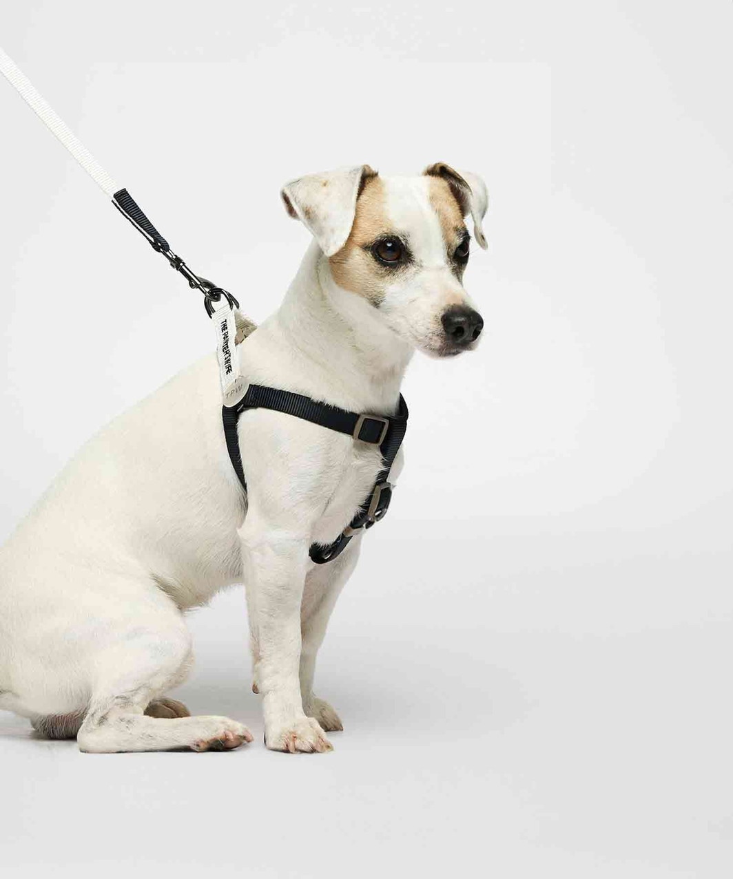 ☆アノラ・スペンスANNORA SPENCE ツー・ドッグス2匹の犬