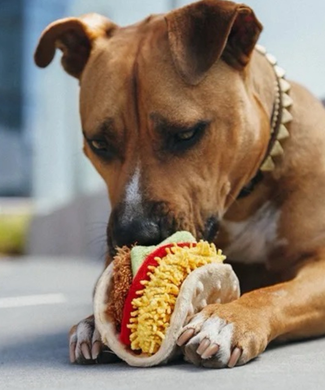 【P.L.A.Y.】INTERNATIONAL TACOS