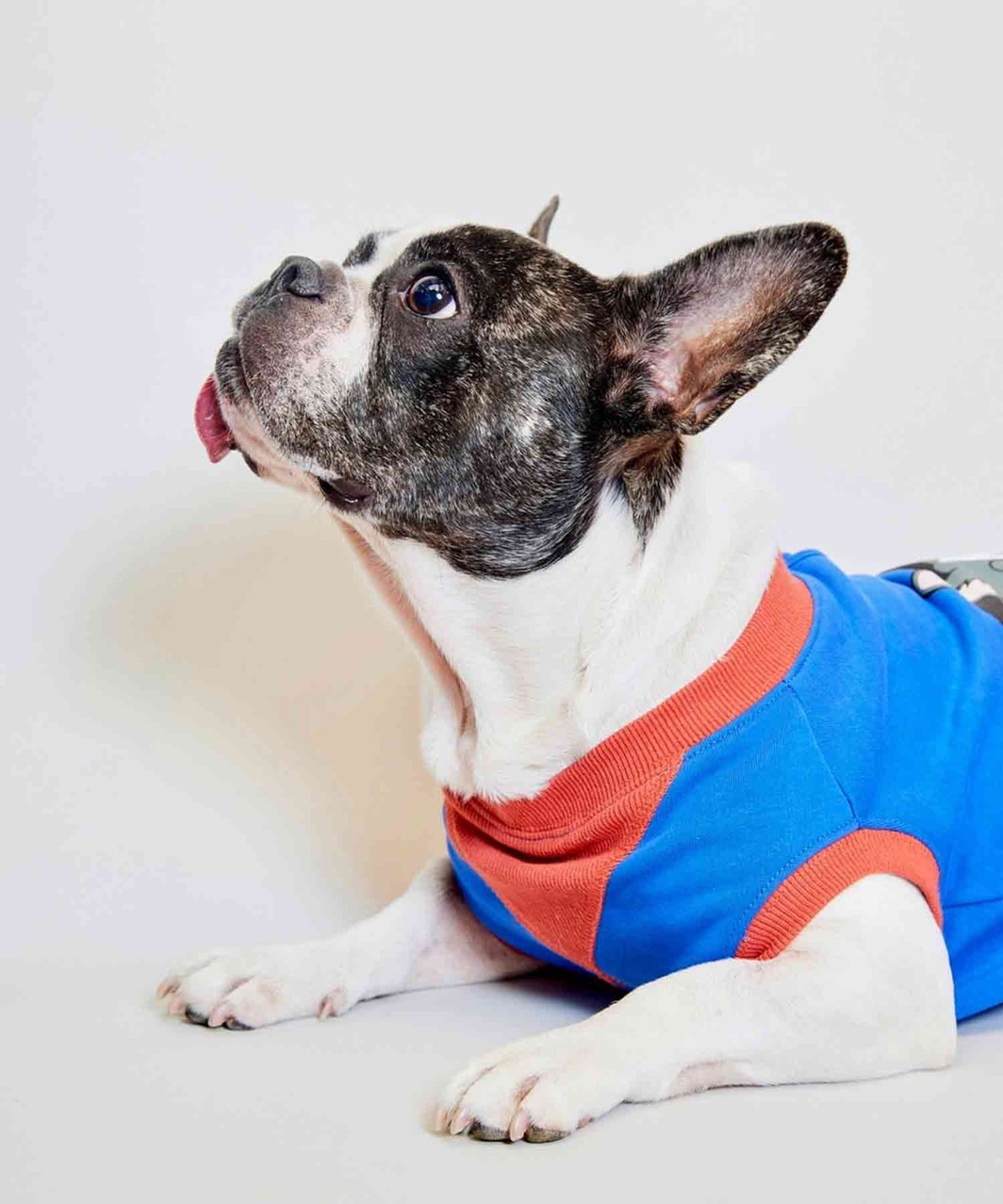 FRENCHI BULL DOG TANK - BLU×PIED