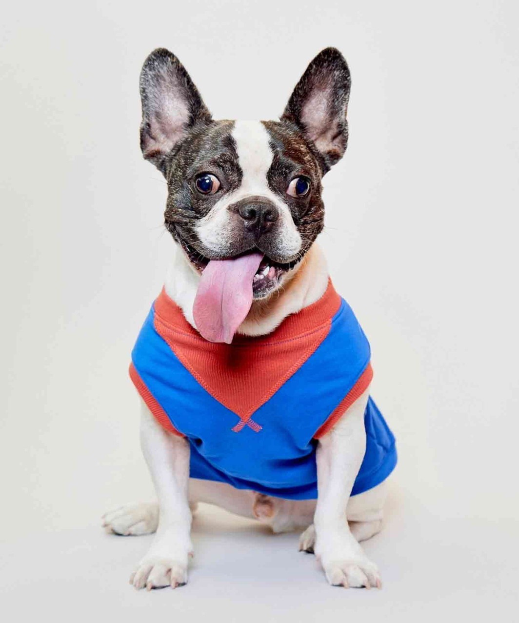 FRENCHI BULL DOG TANK - BLU×PIED