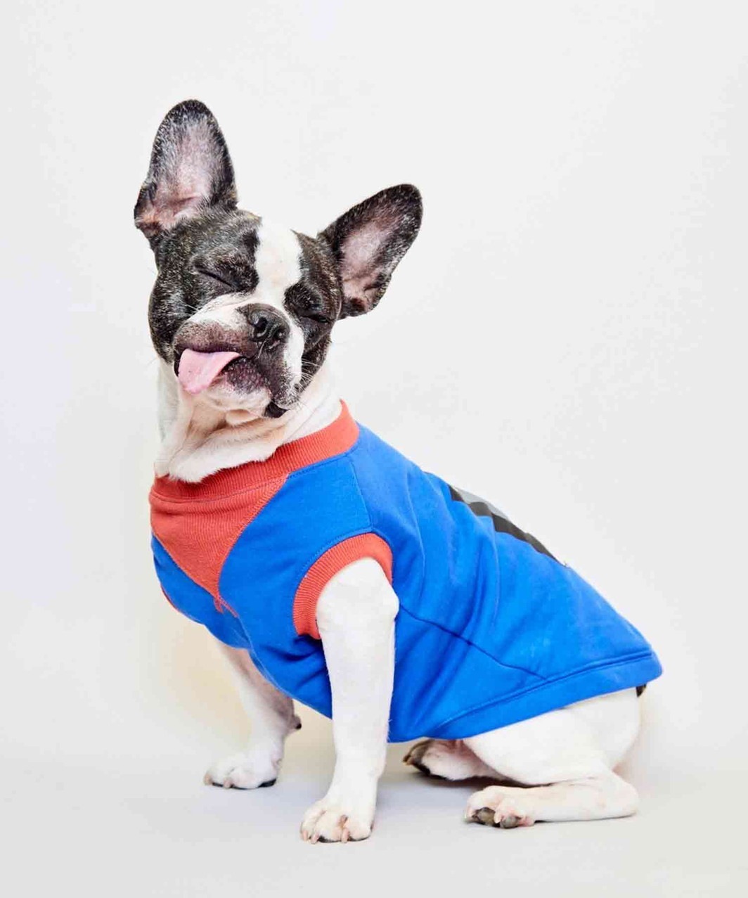 FRENCHI BULL DOG TANK - BLU×PIED