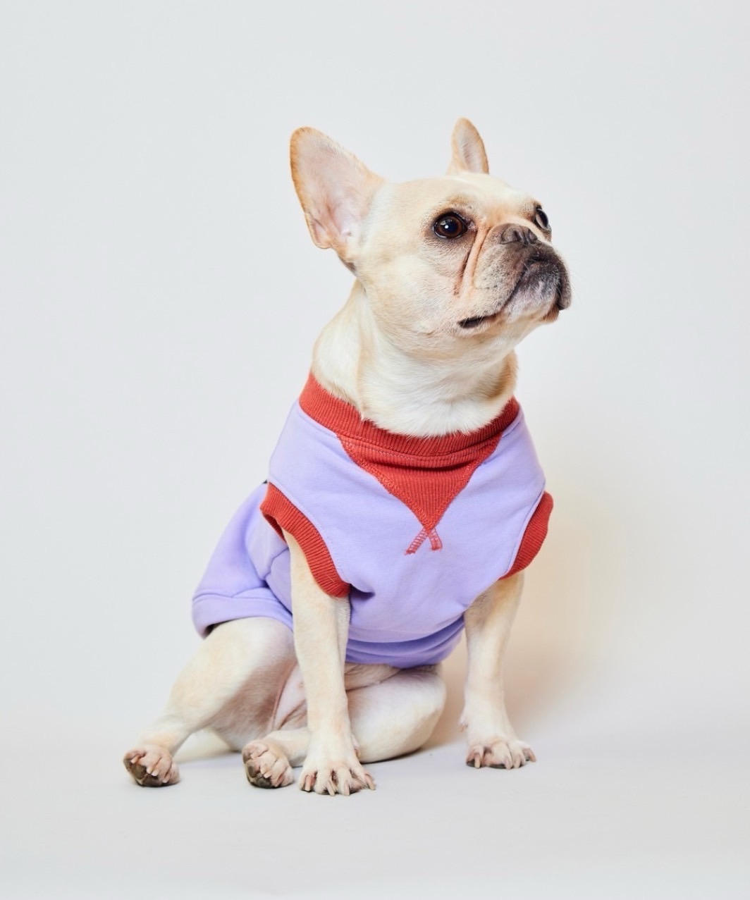 FRENCHI BULL DOG TANK - PPL×PIED