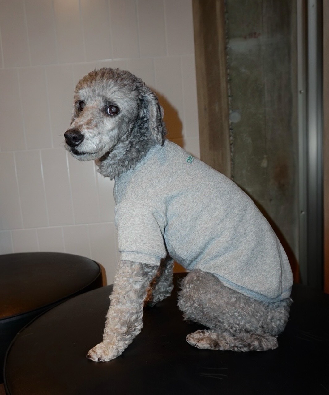 PEGION CLASSIC T - GREY