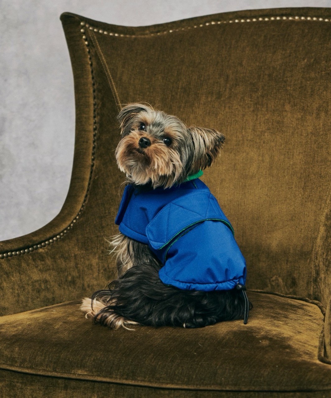FUTON DOG COAT - BLUE/GREEN