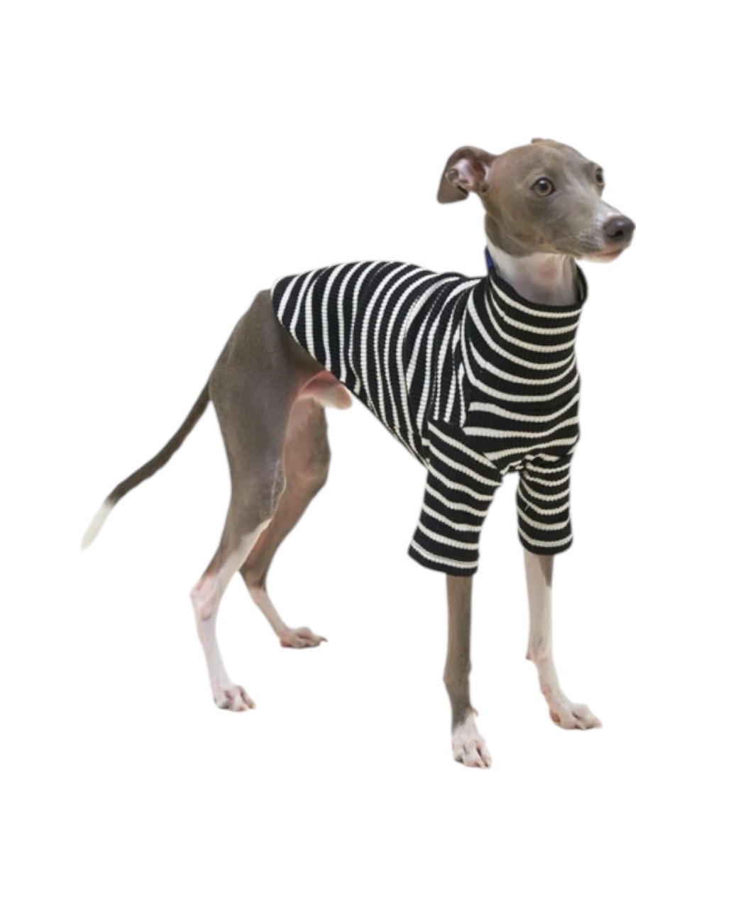 CAFE IN PARIS SHIRT - BLACK/WHITE