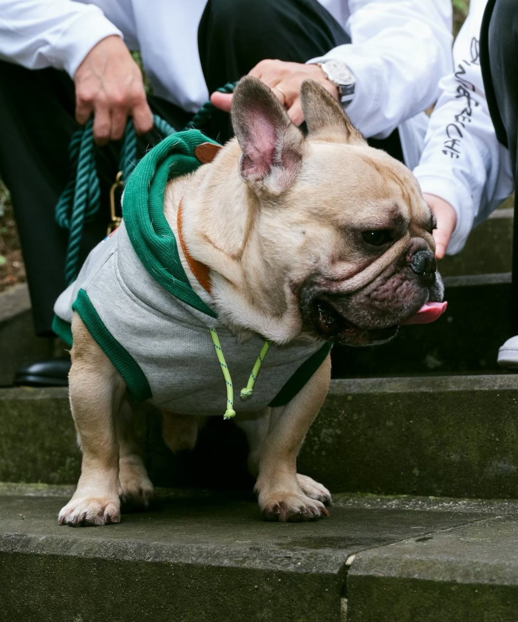FRENCHIE DOG PARKA - BRINDLE