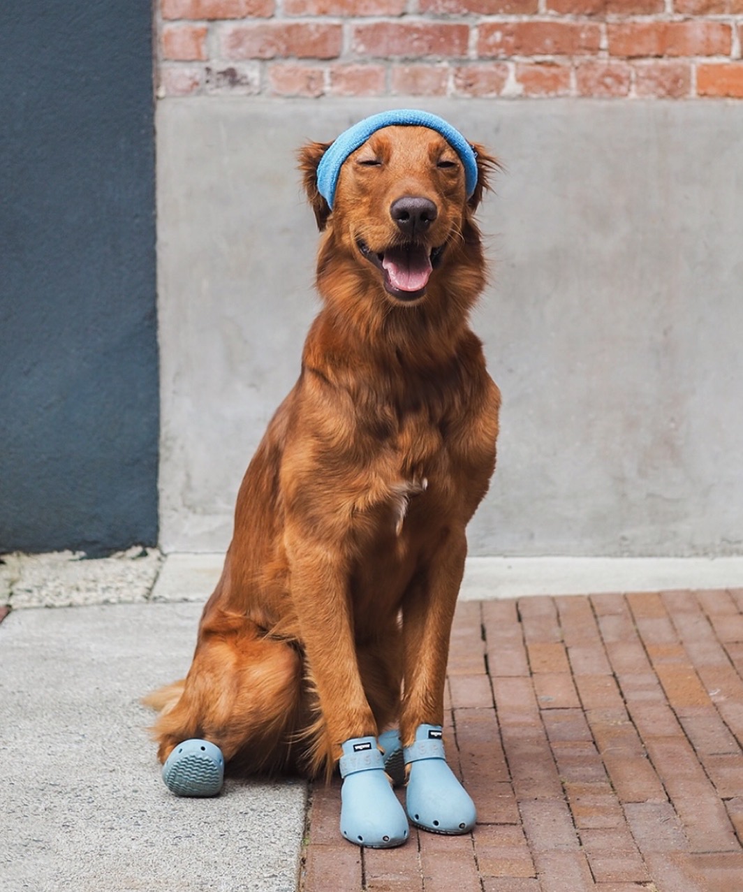 WAGWELLIES SPORT - RETRO BLUE