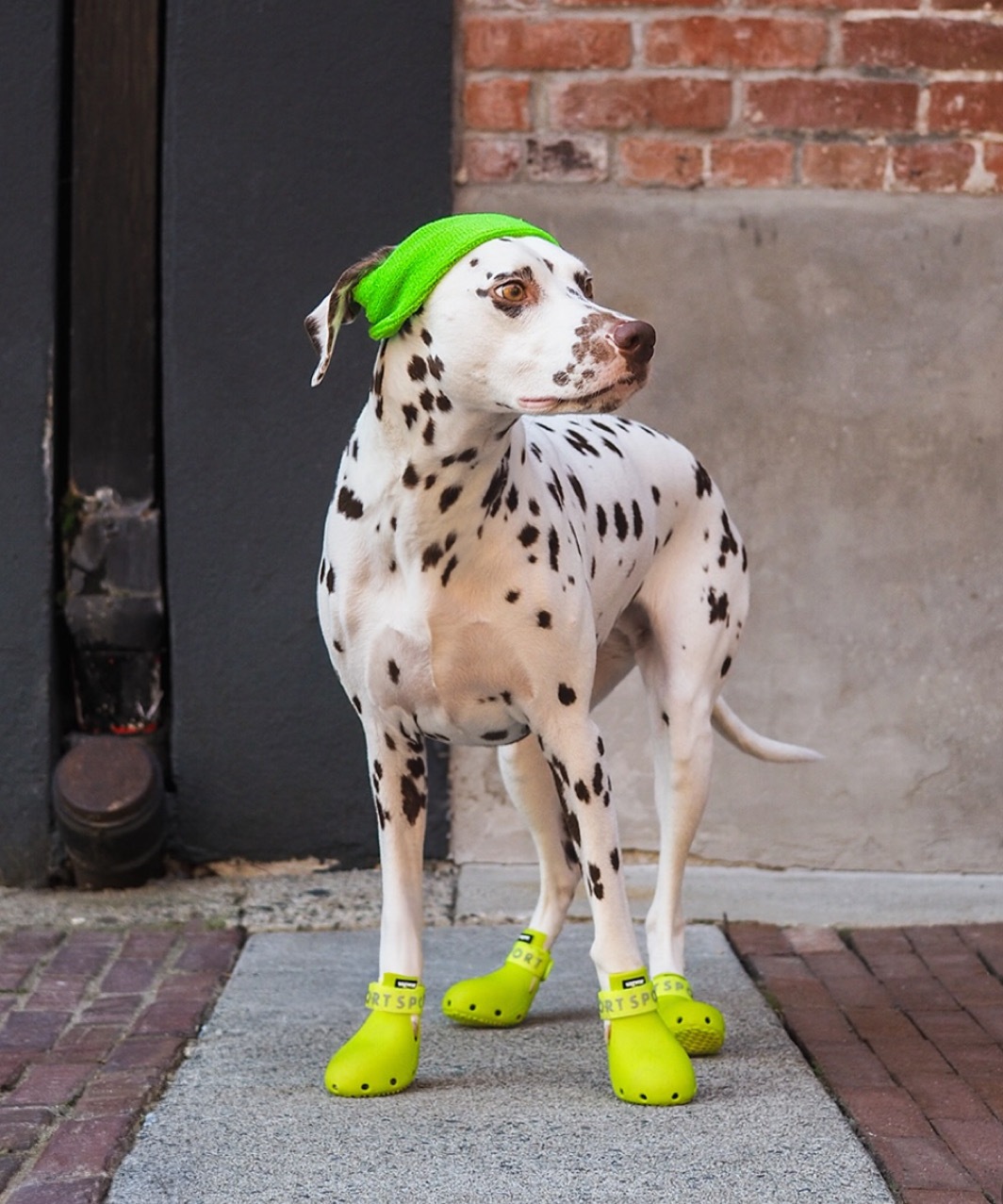 WAGWELLIES SPORT - NEON YELLOW