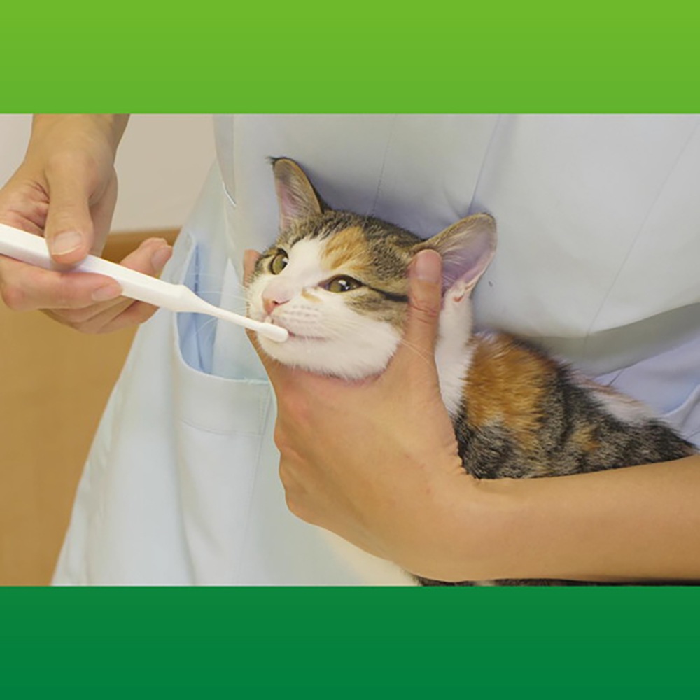 �ڥ᡼���ءۥ饤���� PETKISS �ǥ󥿥�֥饷 ����ѥ��� 1��(��ǭ����)[M�� 1/6]