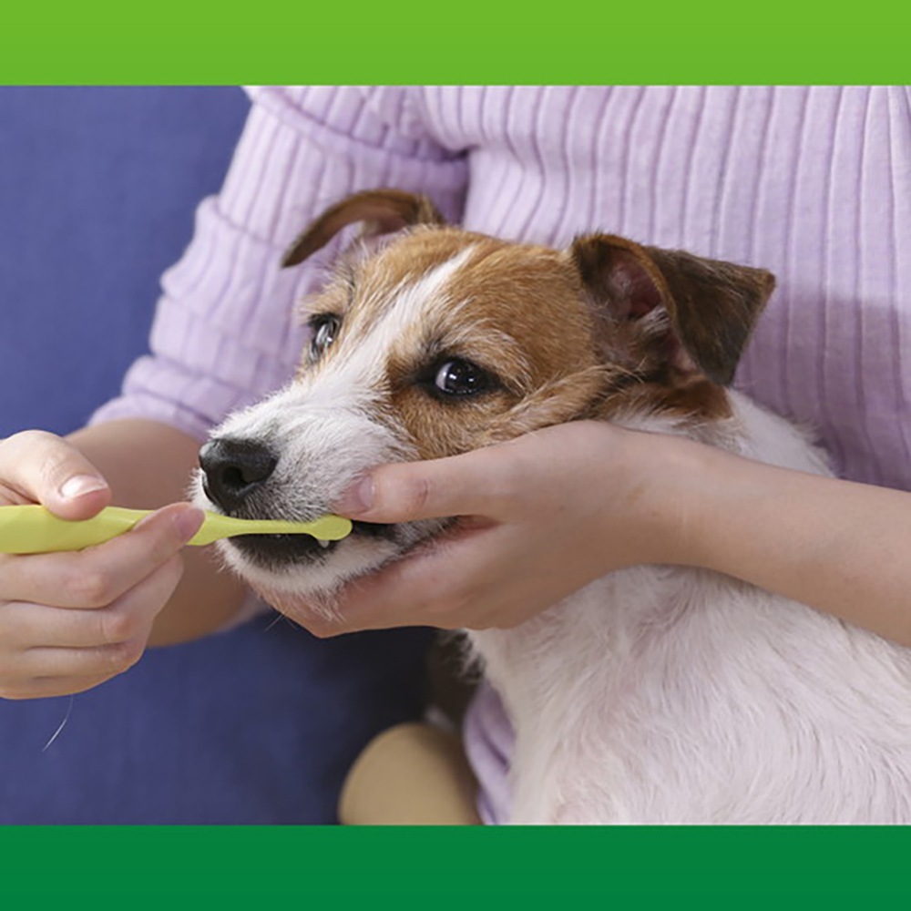 �ڥ᡼���ءۥ饤���� PETKISS �ǥ󥿥�֥饷 �쥮��顼 1��(��ǭ����)[M�� 1/6]