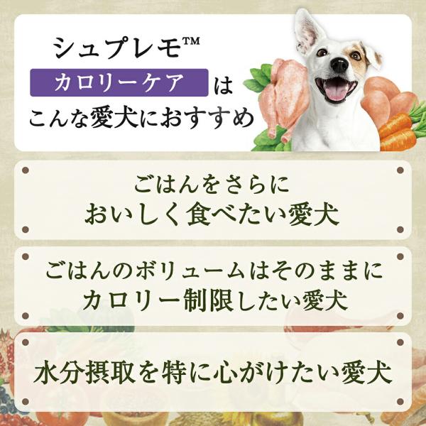 100g96ġۥ˥塼ȥ ץ  Ҹ å ȥ쥤 (ɥå)[]