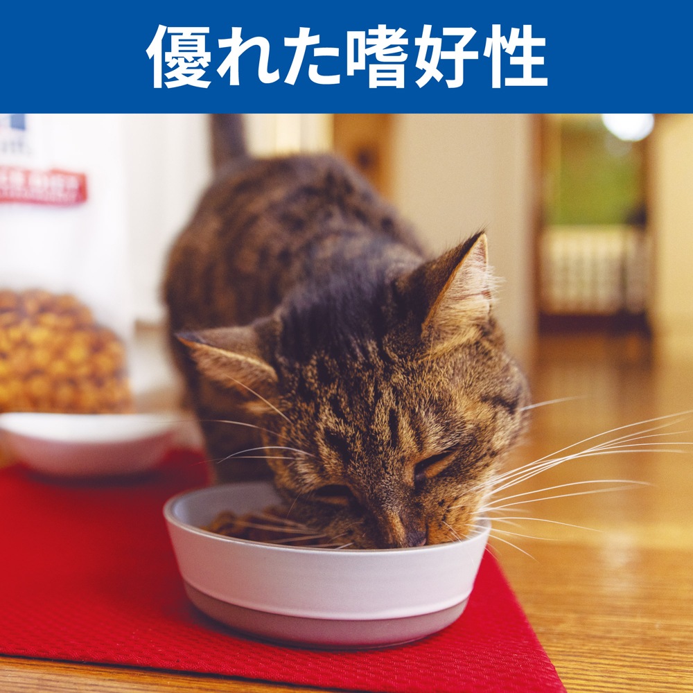 ��2.5kg��4�ޡۥҥ륺 �������󥹡��������å� ��ǥ��������~6�� ��ǥ������ǭ�� �������������� (ǭ������å�)