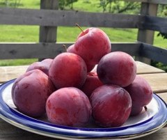 ���ڻ�ϼȪľ����̵���� ����� �������ݡ��ܤΥץ��������������ȥ�祦����¾����ˡ�1Kg