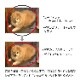 ڥåȡۼ̿ ץ å + ̿ץ ޥå