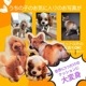 うちの子 うちのこ ペットプリントラボ オーダーメイド クッション 30cm 50cm 70cm 80cm 100cm 犬 猫 ペット 推し活 プレゼント オリジナル メモリアル 写真 抱き枕 ペットロス