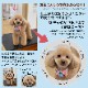 ポケットティッシュケース オリジナル 子供 赤ちゃん ペット 犬 猫 ネコ 日本製 革 本革 チャーム ポケットティッシュカバー 姫路レザー スマートキーケース