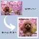 オリジナル クッション 片面 プリント 生地 カバー 中身 写真入り 20×20 プレゼント イラスト ペット 子供 孫 家族 犬 猫 ギフト ペットプリントラボ