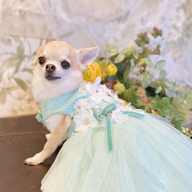 Ma petiteۥȥ꡼̡ʥ꡼