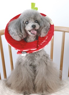 ��PQ+�ۥ��ꥶ�٥����顼�ʥ��եȡ˥��