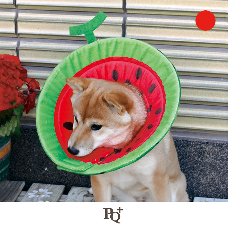 ��PQ+�ۥ��ꥶ�٥����顼�ʥ��եȡ˥�����