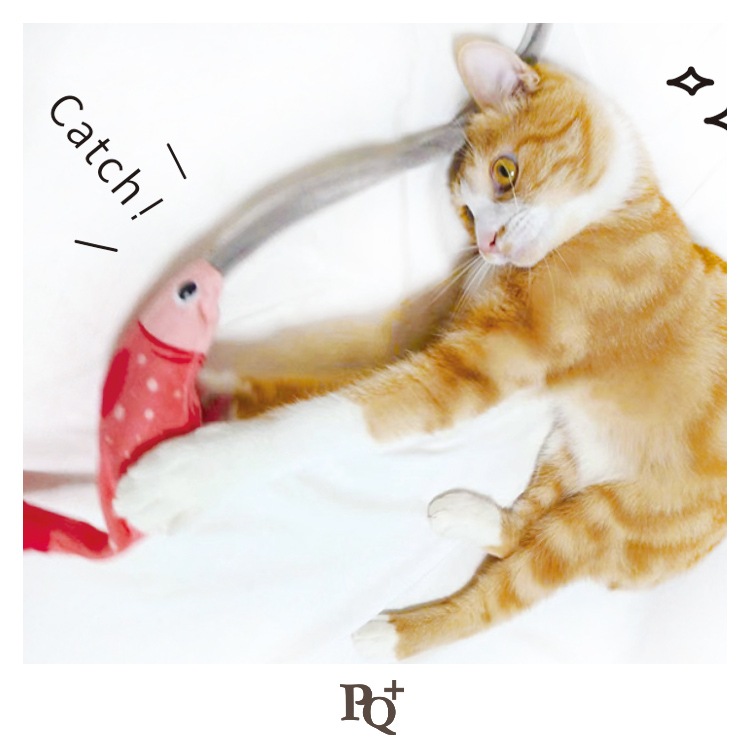 �ڿ����ʡۡ�PQ+��ǭ�����ӥ���