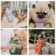 ̵ۥڥå   AUTO PET MUG ȥڥåȥޥ  [650ml ] ܥȥ   ܥȥ   ⥰å  ɺ ɥ饤  ȥɥ  ɥå ڥå ڥå  ǭ Ǯк