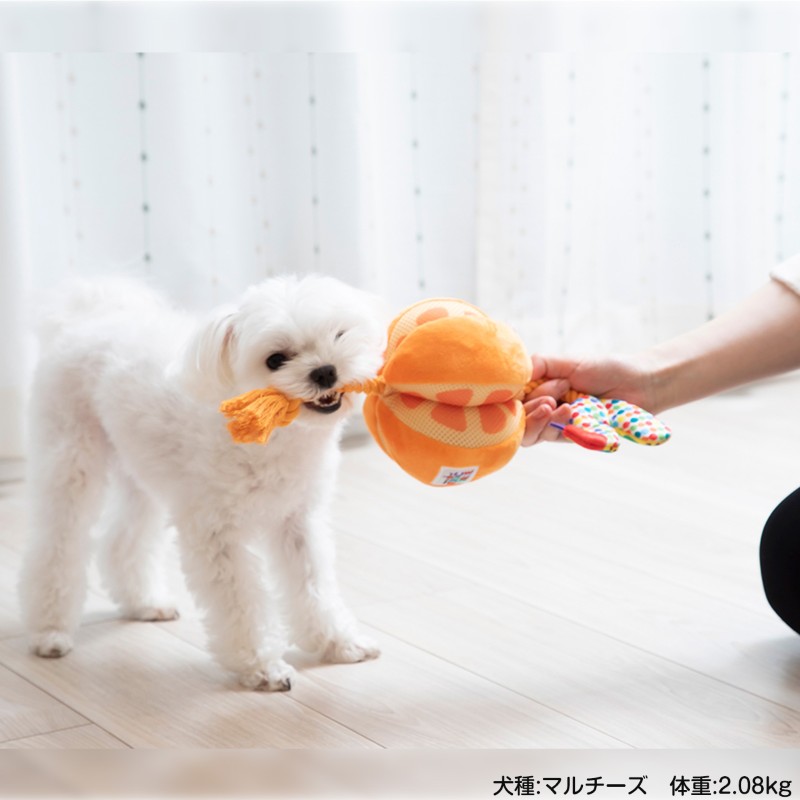 ڿʡۤϤڤष forPet  դդץȥ /åץ eric carle