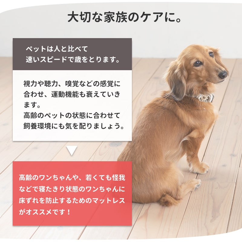 �ڥåȥ��� �������ڥåȥޥå� �ӥ����� �����졡ͽ�� ��70�߱��Ԥ�50cm ������� ����ѥ��� �� �ڥå�  ������  ���⸤