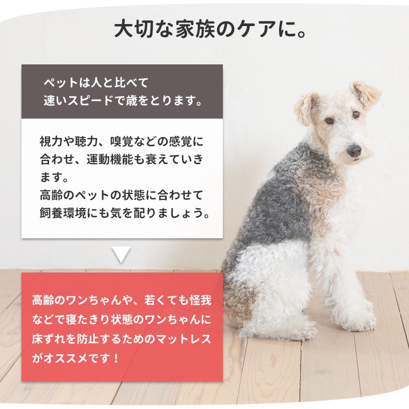 ڥåȥ ڥåȥޥå M 졡ͽ  100߱Ԥ70cm  ѥ  ڥå    淿  ⸤