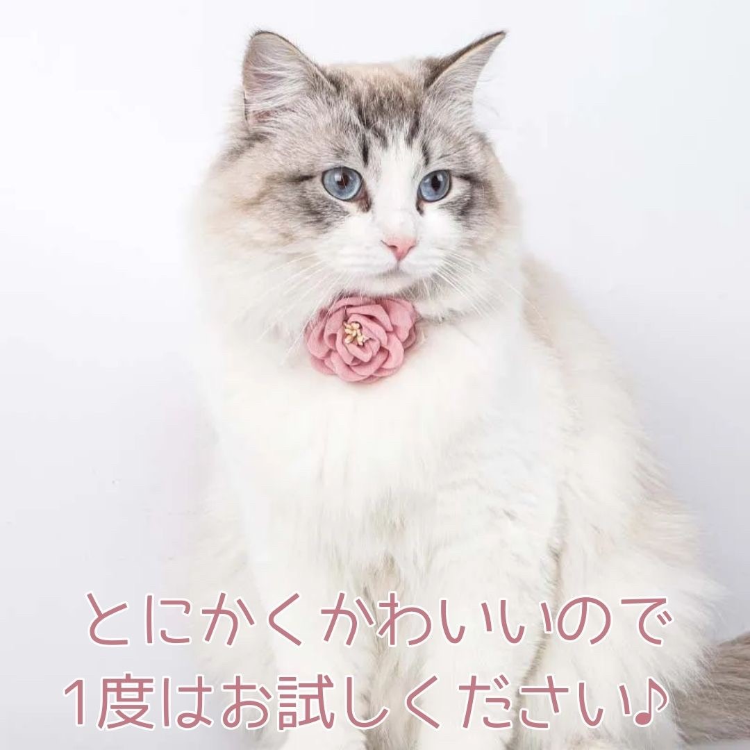 ڥå ǭ  եץ󥻥 3顼 ץ쥼   ǭ