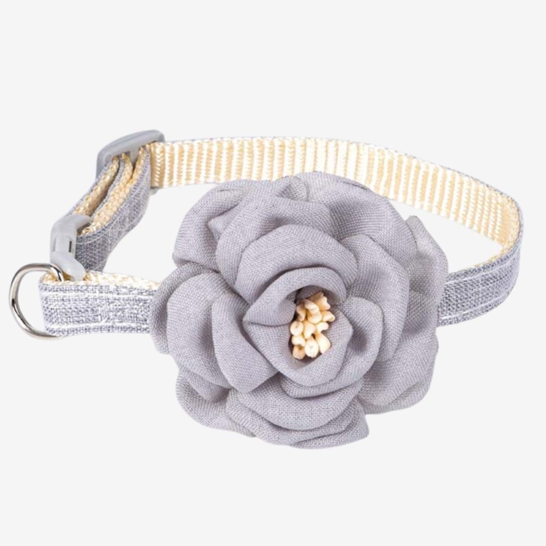 ڥå ǭ  եץ󥻥 3顼 ץ쥼   ǭ