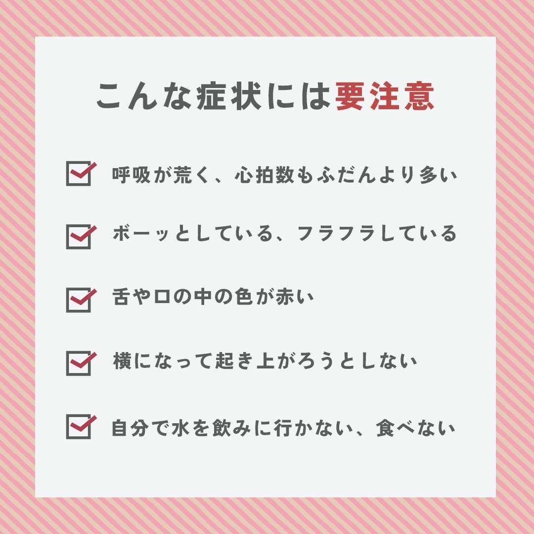 ڥå ͥå顼 Ǯк ̥ ٤3 ڥåȥå 