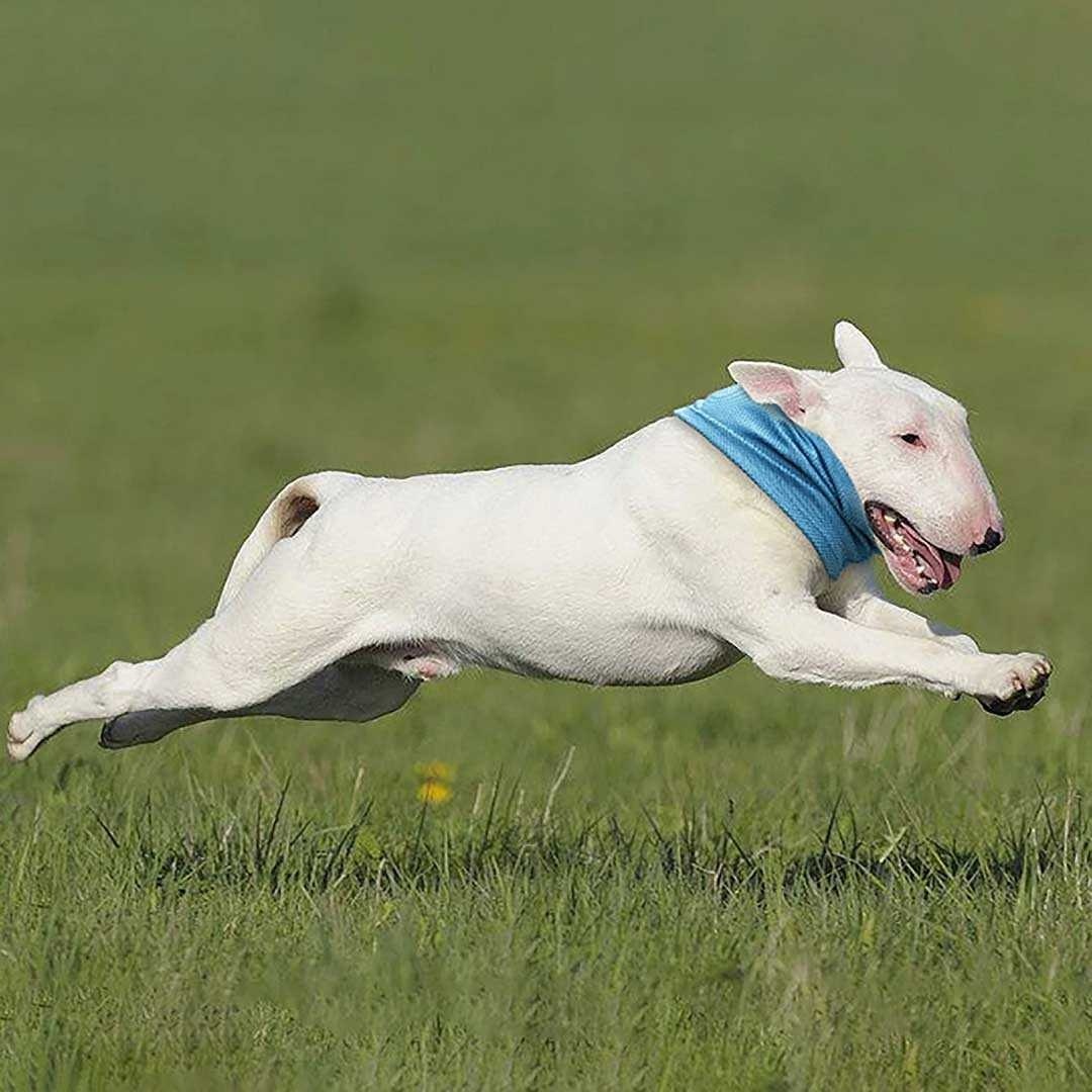 ڥå ͥå顼 Ǯк ̥ ٤3 ڥåȥå 