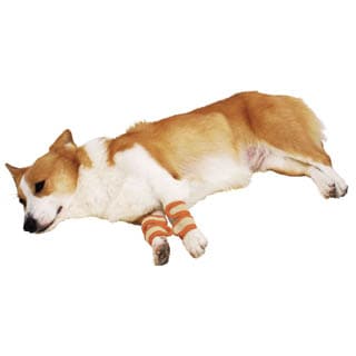 �ڥڥƥ�����Ϸ������ѡ�������ͽ�ɥ��ݡ���������