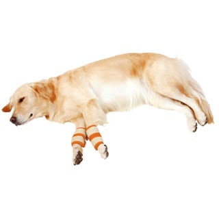 �ڥڥƥ�����Ϸ������ѡ�������ͽ�ɥ��ݡ���������