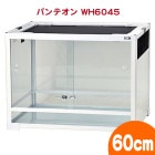 ѥƥ ۥ磻 WH6045ڰ٤Τʸ1Ĥޤǡ/  饱 饹 ϥॹ   ξ PANTHEON 󥳡 