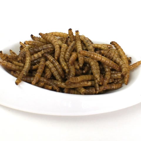 Hearty 乾燥ミルワーム/おやつ フード タンパク質 昆虫食 ハリネズミ