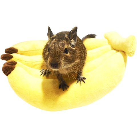 �쥤��ܡ� �ߥ˥��˥ޥ�ХʥʤΥ٥å�/���� ���å���� �ǥ��� ����å� Rainbow �쥤��ܡ�